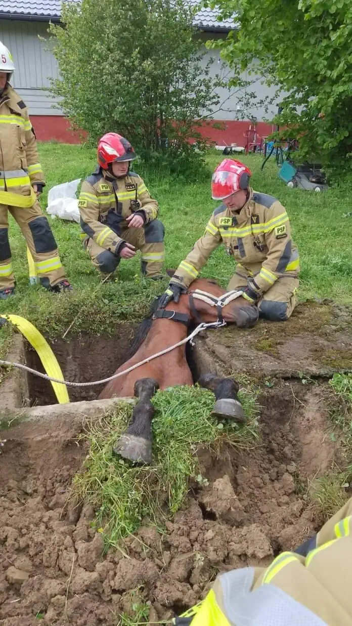 Uratowany koń | Fot. KP PSP Strzyżów