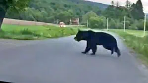 Uwaga! Turbo-miś na drodze!